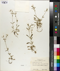Stellaria nuttallii image