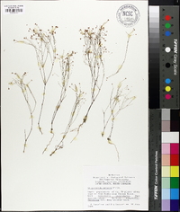 Stipulicida setacea image