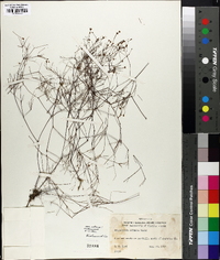 Stipulicida setacea image