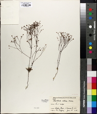 Stipulicida setacea image