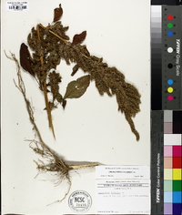 Amaranthus hybridus image