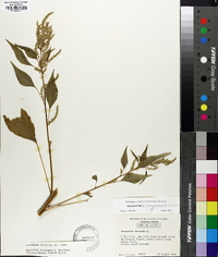 Amaranthus cannabinus image