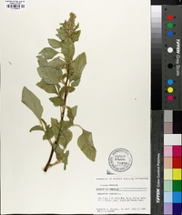 Amaranthus hybridus image