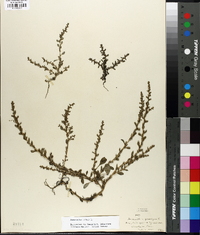 Amaranthus albus image