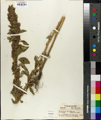 Amaranthus hybridus image