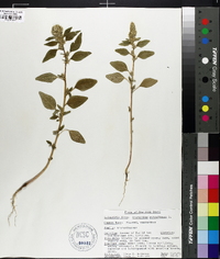 Amaranthus retroflexus image