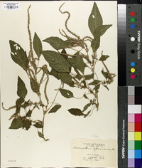 Amaranthus spinosus image