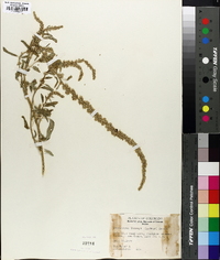 Amaranthus torreyi image