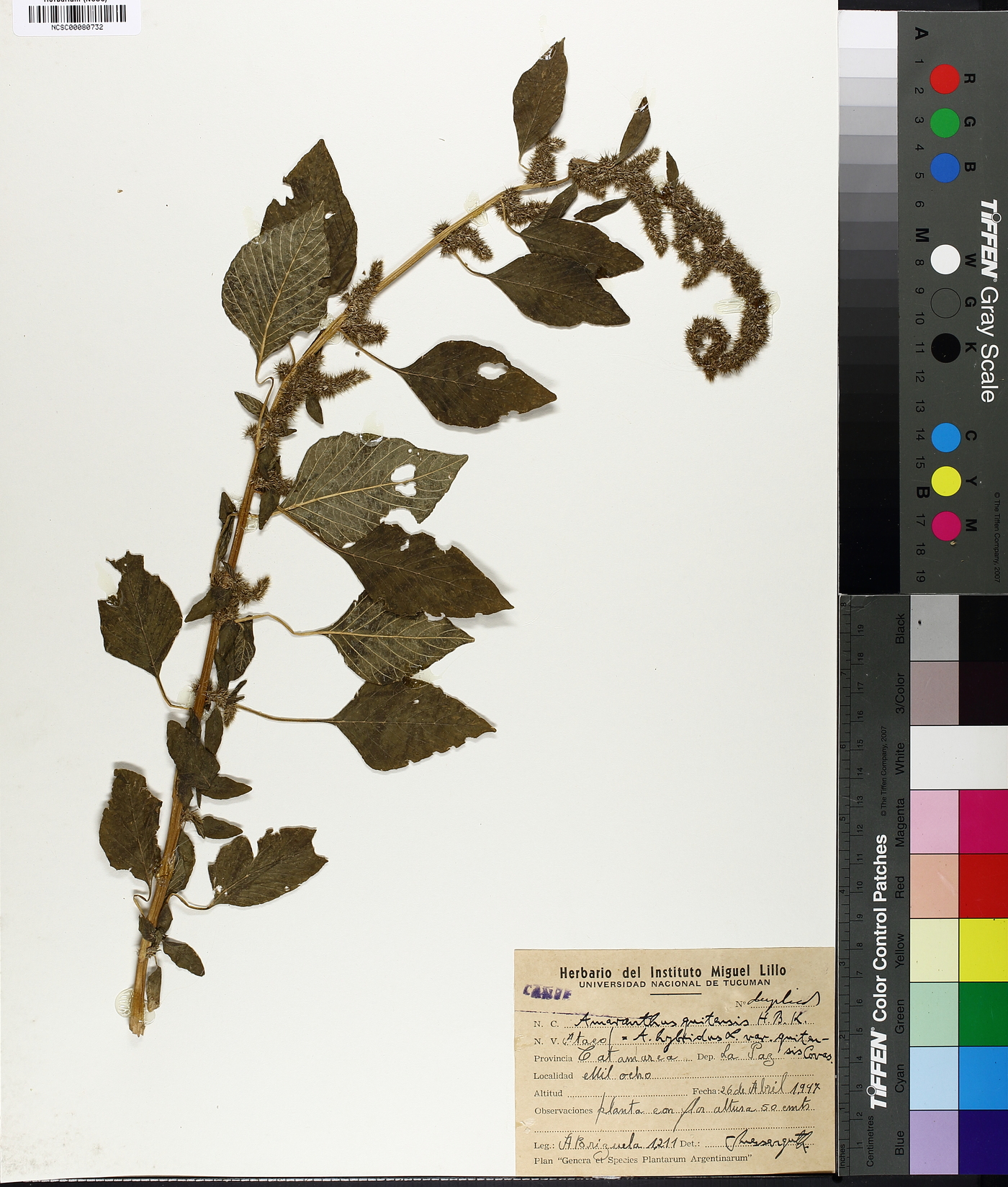 Amaranthus quitensis image