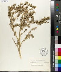 Atriplex arenaria image