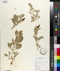 Atriplex cuneata image