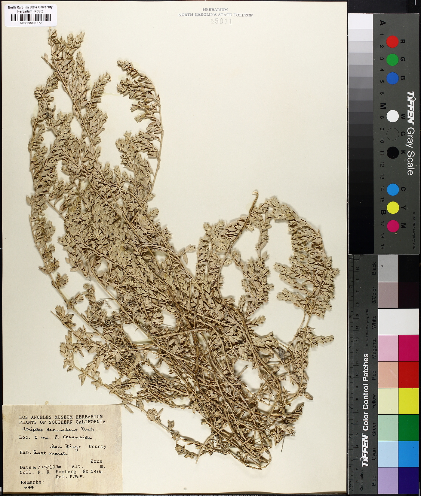 Atriplex decumbens image