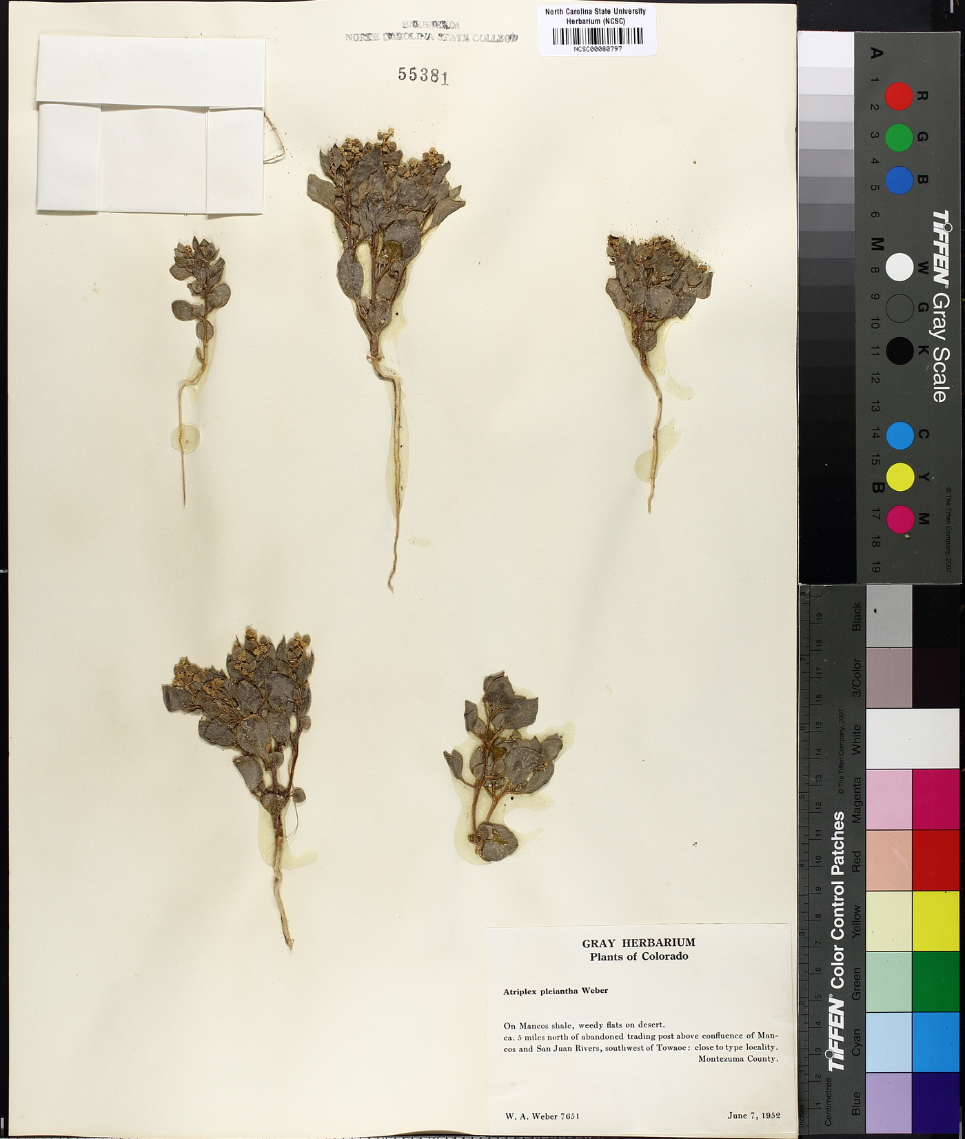 Atriplex pleiantha image