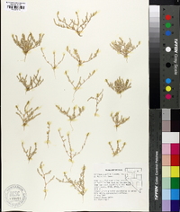 Atriplex pusilla image