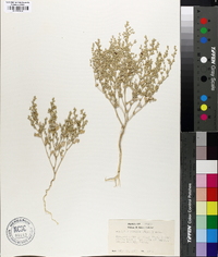 Atriplex pusilla image