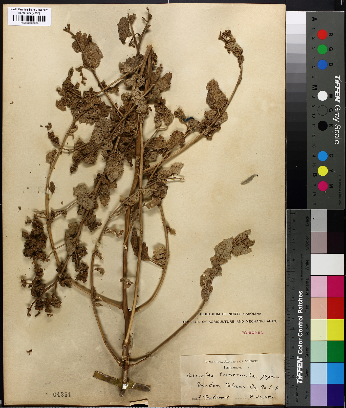 Atriplex trinervata image