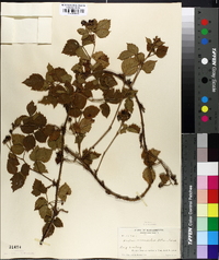 Rubus flagellaris image