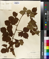 Rubus flagellaris image