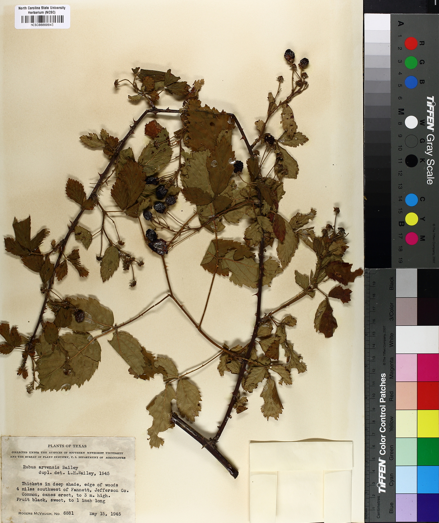 Rubus arvensis image