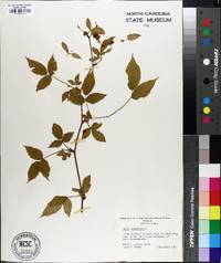 Rubus canadensis image