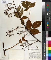 Rubus canadensis image