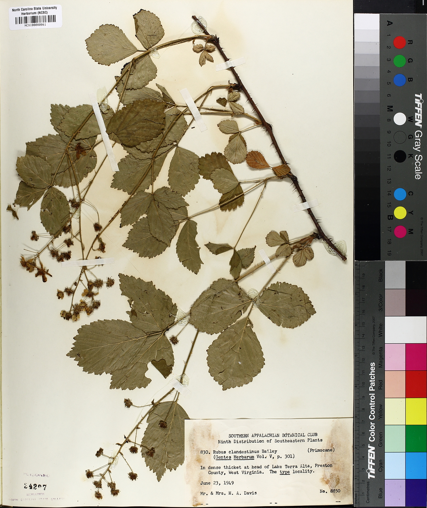 Rubus clandestinus image