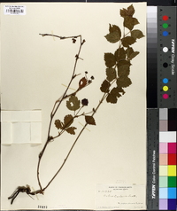 Rubus enslenii image