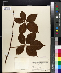 Rubus frondosus image