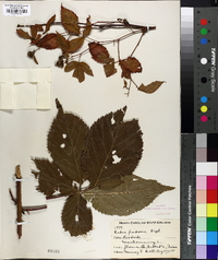 Rubus frondosus image