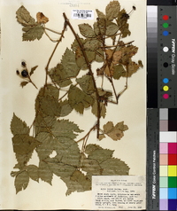 Rubus largus image