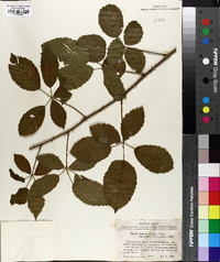 Rubus lassus image