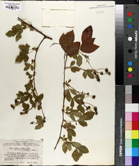 Rubus lassus image