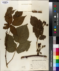 Rubus nigrobaccus image