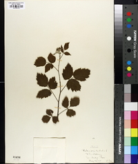 Rubus occidentalis image