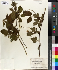 Rubus occidentalis image