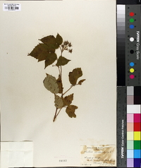 Rubus occidentalis image