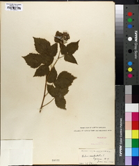 Rubus occidentalis image