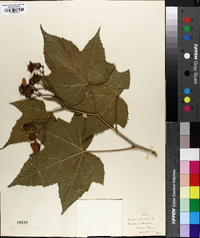 Rubus odoratus image