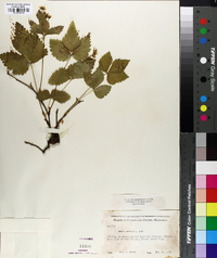 Rubus pubescens image