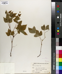 Rubus pubescens image