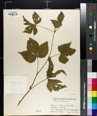 Rubus pubescens image