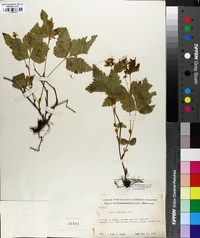 Rubus pubescens image