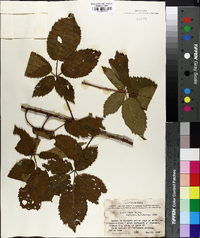 Rubus putus image