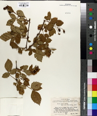 Rubus putus image