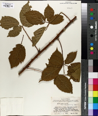 Rubus putus image