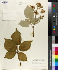 Rubus recurvans image