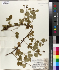 Rubus riograndis image