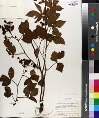 Rubus semisetosus image