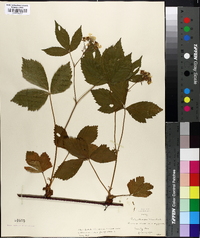 Rubus tardatus image