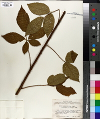 Rubus texanus image